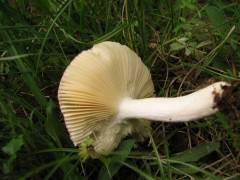 Russula nauseosa