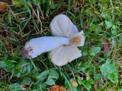 Russula nitida