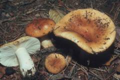 Russula ochroleuca