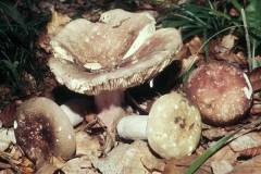 Russula olivacea