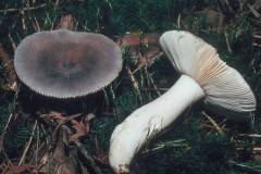 Russula parazurea