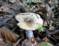 Russula pectinatoides