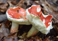 Russula persicina