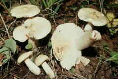 Russula raoultii