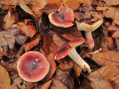 Russula rhodopus