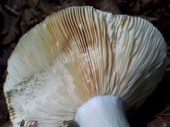 Russula romellii