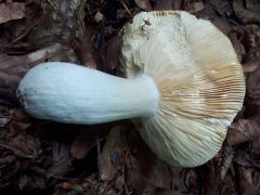 Russula romellii