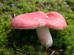 Russula rosea