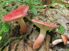 Russula rosea