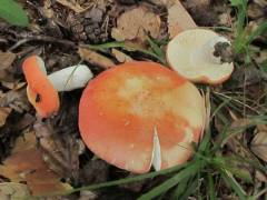 Russula rosea