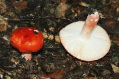 Russula rosea