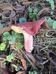 Russula roseipes