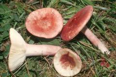 Russula sanguinaria