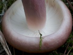 Russula sanguinea