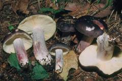 Russula sardonia