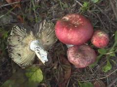 Russula seperina