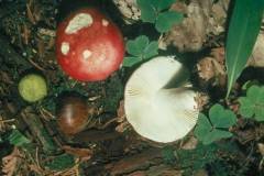 Russula silvestris