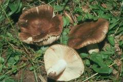 Russula sororia