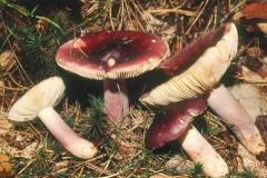 Russula torulosa