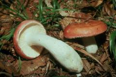 Russula velenovskyi