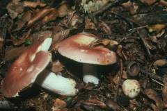 Russula vesca