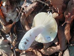Russula veternosa