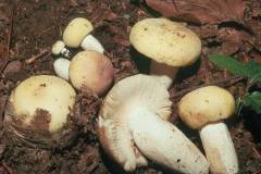 Russula violeipes