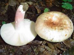 Russula violeipes