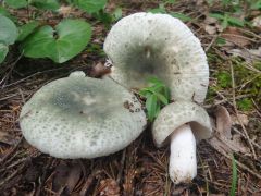 Russula virescens