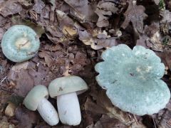 Russula virescens