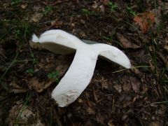 Russula virescens