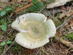 Russula virescens