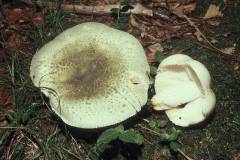 Russula virescens