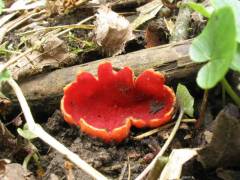 Sarcoscypha coccinea