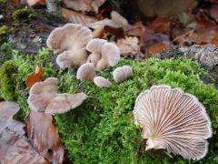 Schizophyllum commune