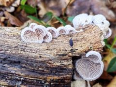 Schizophyllum commune