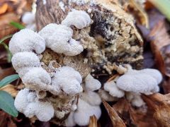 Schizophyllum commune