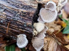 Schizophyllum commune