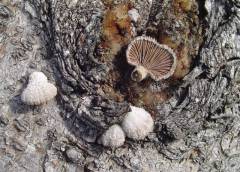 Schizophyllum commune