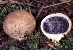 Scleroderma cepa