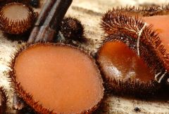 Scutellinia hirta