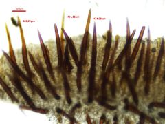 Scutellinia hirta