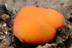 Scutellinia legaliae