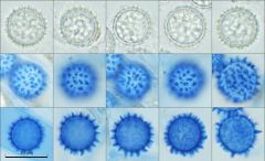 Scutellinia legaliae