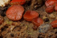 Scutellinia pseudotrechispora