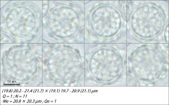 Scutellinia sinensis