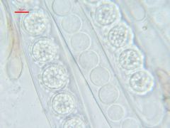 Scutellinia sinensis