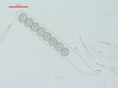 Scutellinia sinensis