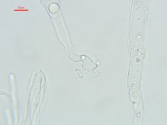 Sepultariella semiimmersa