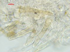Sepultariella semiimmersa